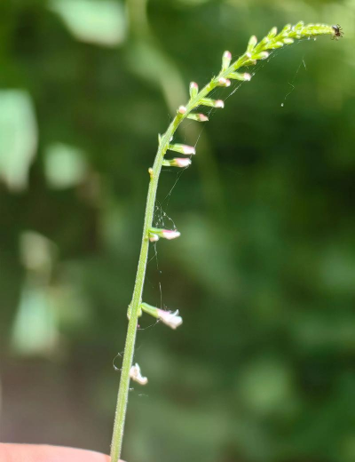 透骨草 透骨草百科 透骨草 透骨草百科