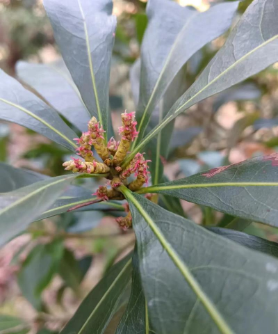 杨梅几月开花 杨梅几月开花