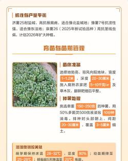 红薯的种植技 红薯的种植技