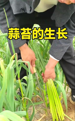 蒜苔是大蒜长出来的吗 蒜苔是大蒜长出来的吗