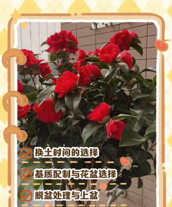 什么时间适合花换土 什么时间适合花换土