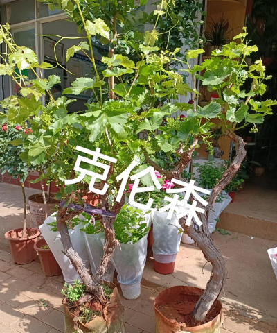 葡萄树属于什么类 葡萄树属于什么类