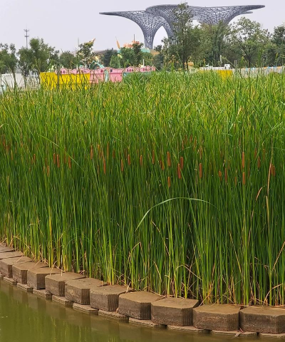 香蒲 香蒲百科 香蒲 香蒲百科