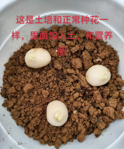 地里种植郁金香怎么种植 地里种植郁金香怎么种植