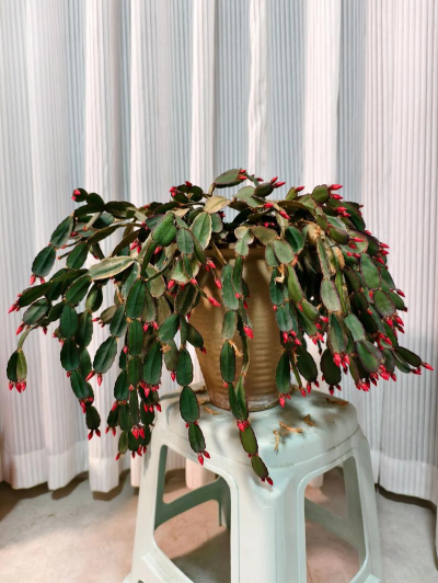 蟹爪兰喜酸性还是碱性 蟹爪兰喜酸性还是碱性