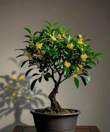 桂花能放在卧室吗? 桂花能放在卧室吗?