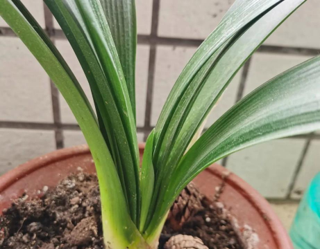 兰花空根还能活吗 兰花空根还能活吗