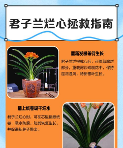 君子兰从心烂什么原因 君子兰从心烂什么原因