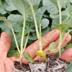 西兰花是几月份成熟 西兰花是几月份成熟