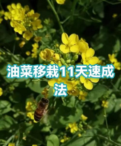 油菜多少天可以移栽 油菜多少天可以移栽