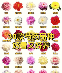 芍药 芍药百科 芍药 芍药百科