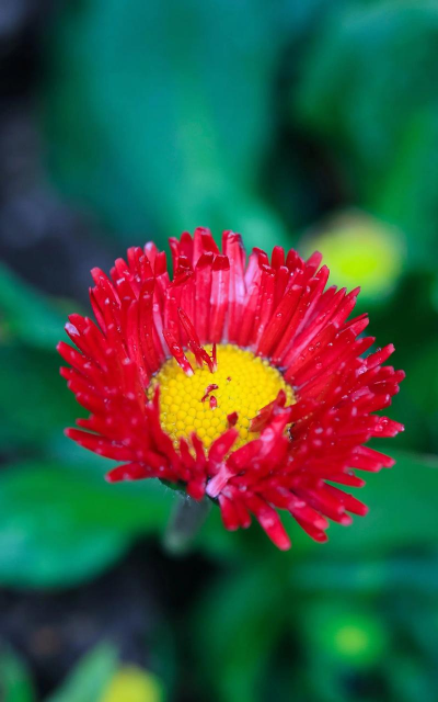 雏菊 雏菊百科 雏菊 雏菊百科