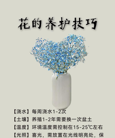 满天星 满天星百科 满天星 满天星百科