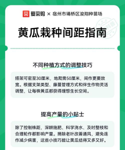 黄瓜苗种植间距 黄瓜苗种植间距