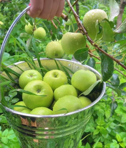 青苹果 青苹果百科 青苹果 青苹果百科