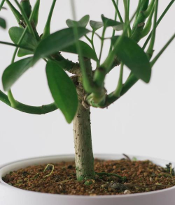 鸭脚木 鸭脚木百科 鸭脚木 鸭脚木百科