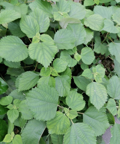 苎麻 苎麻百科 苎麻 苎麻百科