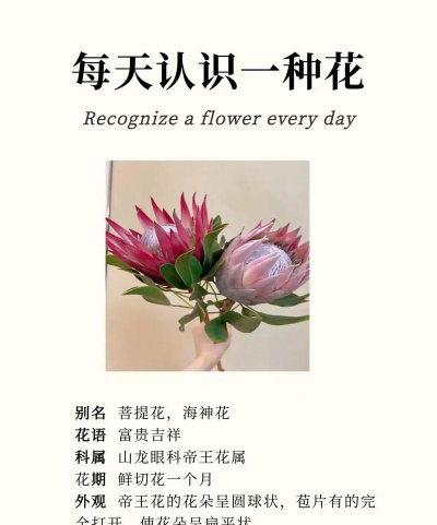 帝王花 帝王花百科 帝王花 帝王花百科