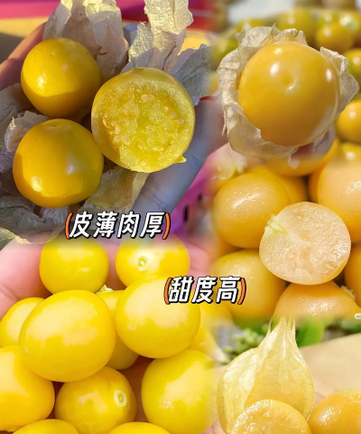 姑娘果 姑娘果百科 姑娘果 姑娘果百科