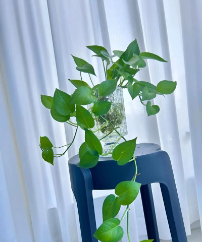 绿萝使用什么长得好 绿萝使用什么长得好