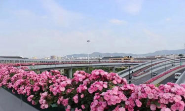 杭州路边有哪些花 杭州路边有哪些花