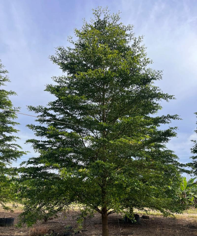 小叶榄仁 小叶榄仁百科 小叶榄仁 小叶榄仁百科