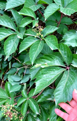 五叶地锦 五叶地锦百科 五叶地锦 五叶地锦百科