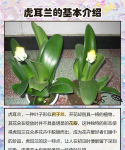 虎耳兰 虎耳兰百科 虎耳兰 虎耳兰百科