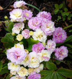 过年前后开什么花 过年前后开什么花