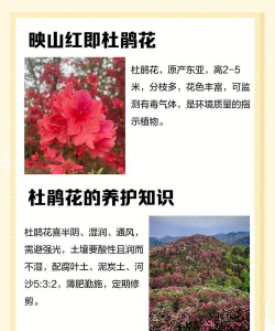 杜鹃花 杜鹃花百科 杜鹃花 杜鹃花百科