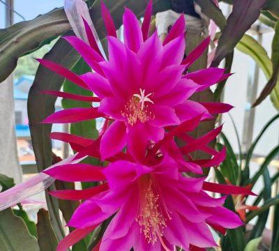 令箭荷花 令箭荷花百科 令箭荷花 令箭荷花百科