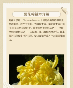 菊花 菊花百科 菊花 菊花百科