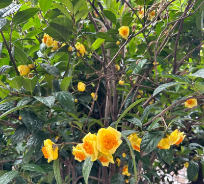 金花茶 金花茶百科 金花茶 金花茶百科