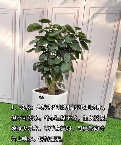 金钱兜用什么土栽培 金钱兜用什么土栽培