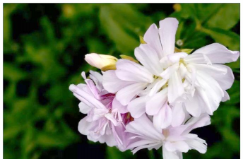 石碱花 石碱花百科 石碱花 石碱花百科