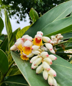 花叶艳山姜 花叶艳山姜百科 花叶艳山姜 花叶艳山姜百科