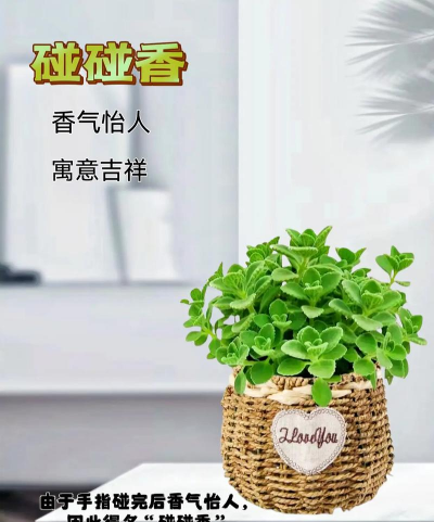 夏天养什么花驱蚊虫 夏天养什么花驱蚊虫