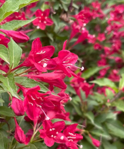 锦带花 锦带花百科 锦带花 锦带花百科