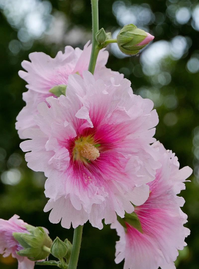 蜀葵花 蜀葵花百科 蜀葵花 蜀葵花百科