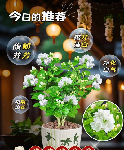 有哪些香气的花 有哪些香气的花