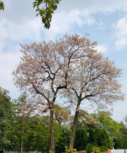 公园春季花有哪些 公园春季花有哪些