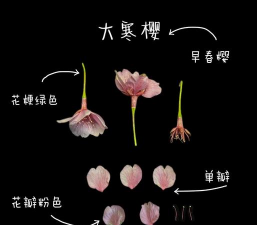 樱花 樱花百科 樱花 樱花百科