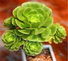 莲花掌 莲花掌百科 莲花掌 莲花掌百科