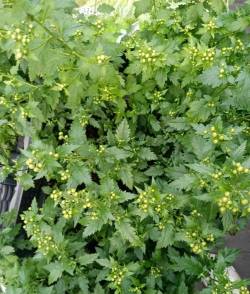 菊花脑 菊花脑百科 菊花脑 菊花脑百科