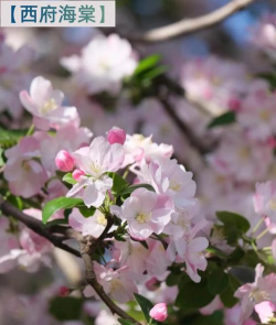 海棠花 海棠花百科 海棠花 海棠花百科