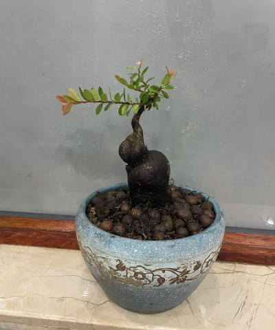 树萝卜生桩种植怎么种植 树萝卜生桩种植怎么种植