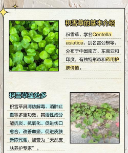 种植积雪草怎么种植好 种植积雪草怎么种植好