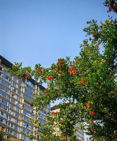 石榴花 石榴花百科 石榴花 石榴花百科