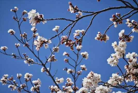 潍坊春天有哪些花 潍坊春天有哪些花