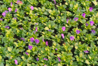 常用草花有哪些 常用草花有哪些